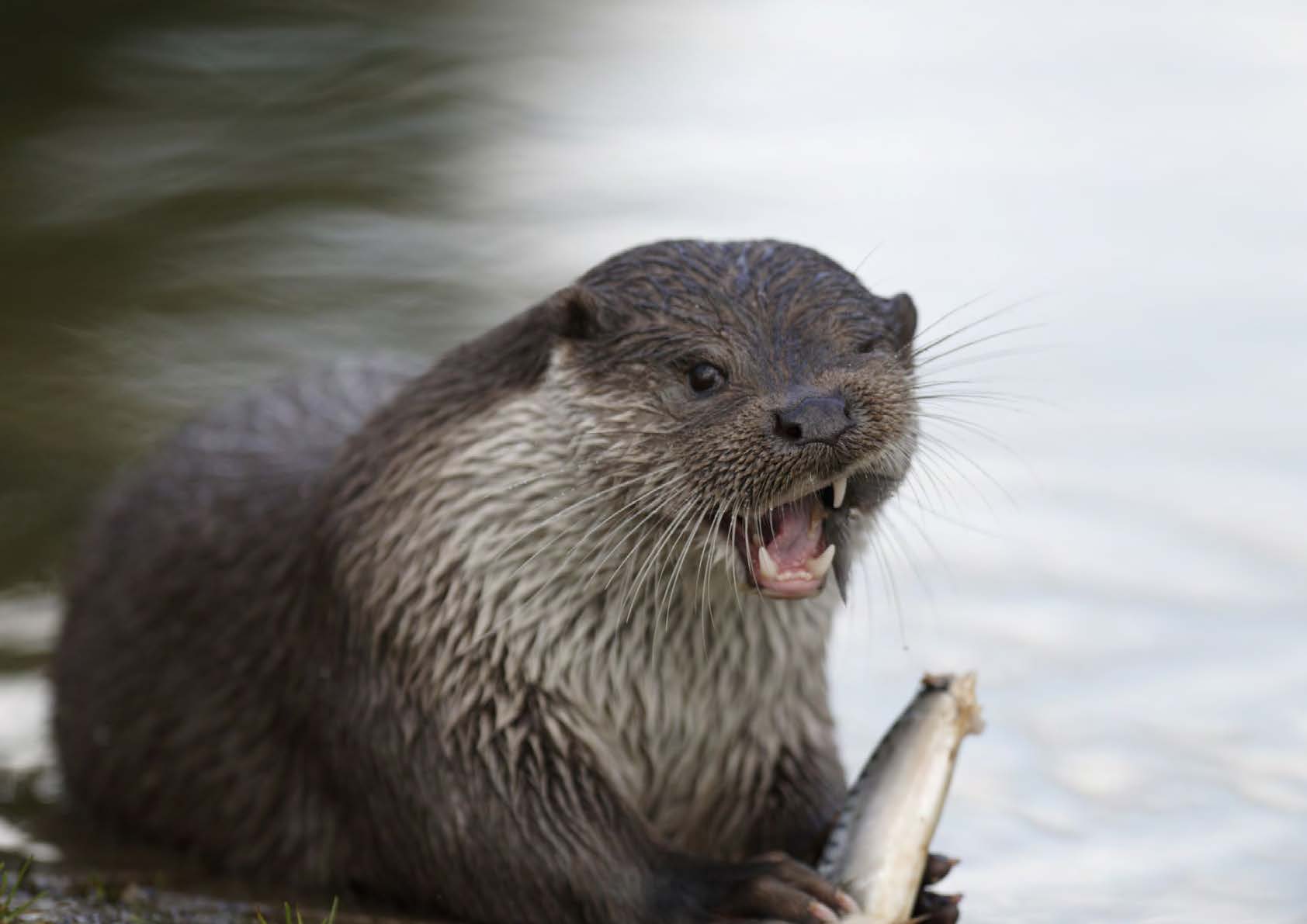 Моніторинг видів і місць існування