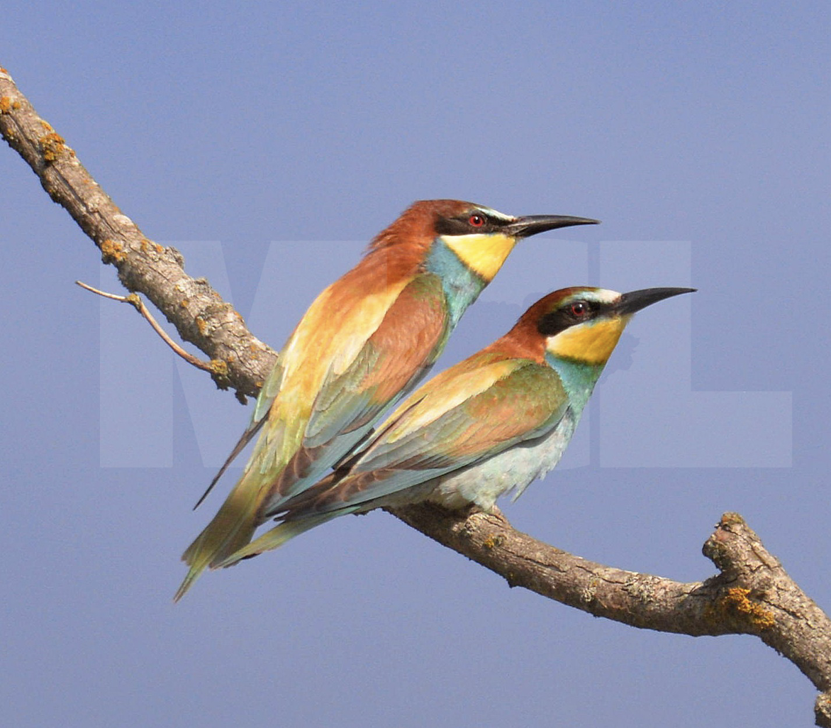 AUTUMN BIRD MIGRATION: CHALLENGES AND THE IMPORTANCE OF ESIA